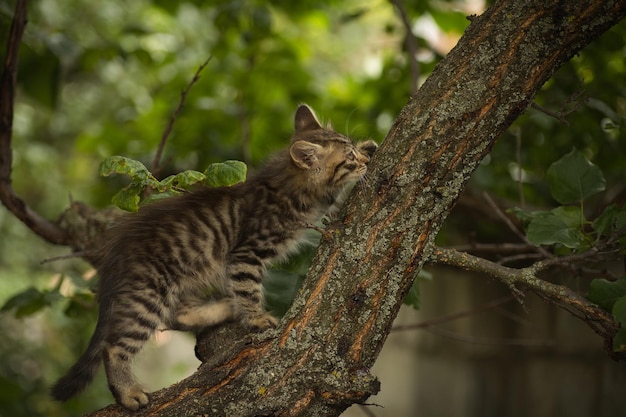 een kleine pluizige kat poseert voor de camera en beklimt een boom