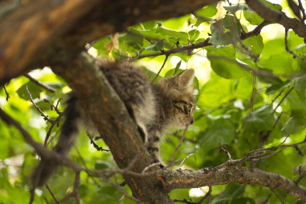 Foto een kleine pluizige kat poseert voor de camera en beklimt een boom