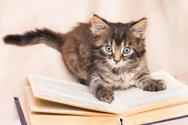 Een kleine pluizige kattenzitting op een boek