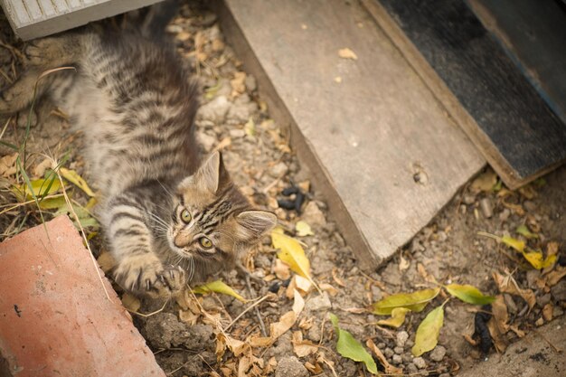 een kleine pluizige tabby kat poseert voor de camera en kijkt met zijn schattige gele ogen