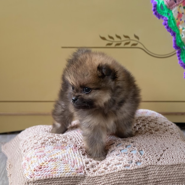 Een kleine pomeranian puppy sable kleur staat op een kussen in een gebreide hoes