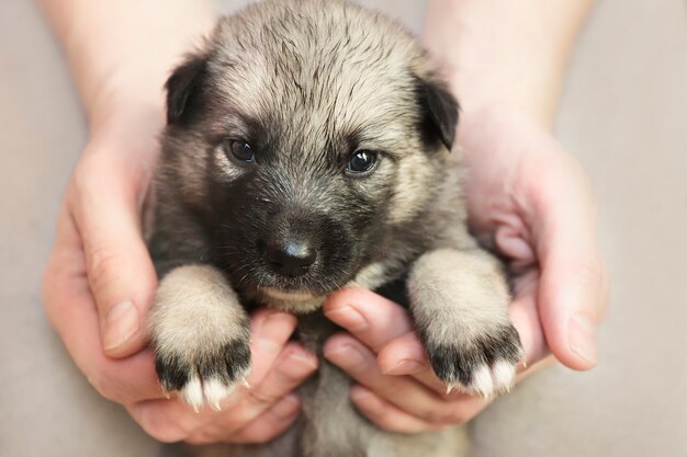 Een kleine puppy in de handen van een man