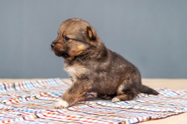 Een kleine puppy in de kamer zit op een nest geruite stof