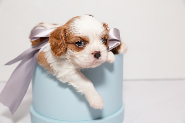 Een kleine puppy met een zilveren strik in een blauwe doos op een witte achtergrond