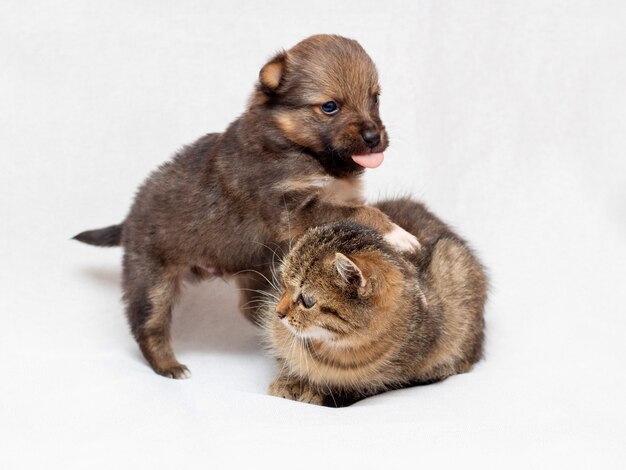 Een kleine puppy speelt met een kitten. Kitten en puppy samen op een lichte achtergrond