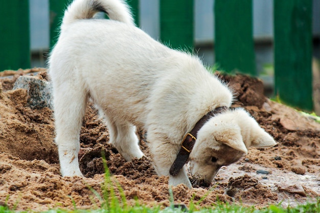 Een kleine puppy van de West-Siberische husky graaft een gat in het zand en verbergt daar zijn hoofd schattig huisdier p...