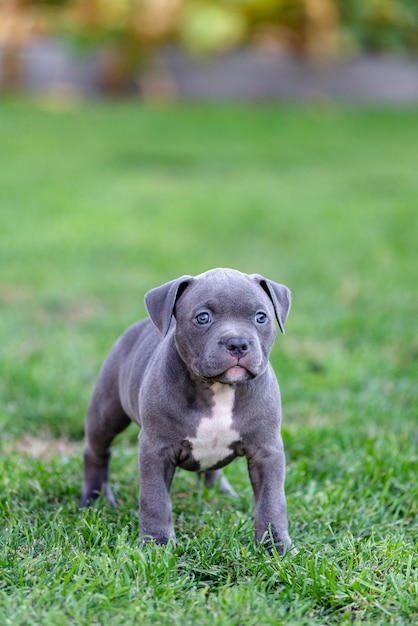 Een kleine puppy van een Amerikaanse bulli loopt op het gras in het zomerpark.