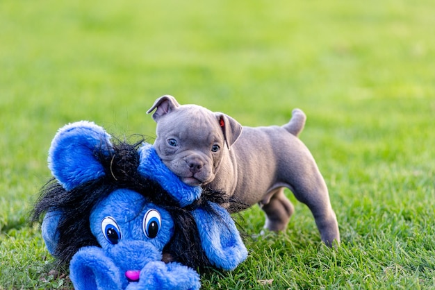 Een kleine puppy van een Amerikaanse bulli loopt op het gras in het zomerpark.