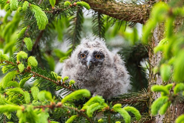 Een kleine Ransuil zit op een boomtak in het bos Baby Ransuil uil in het bos