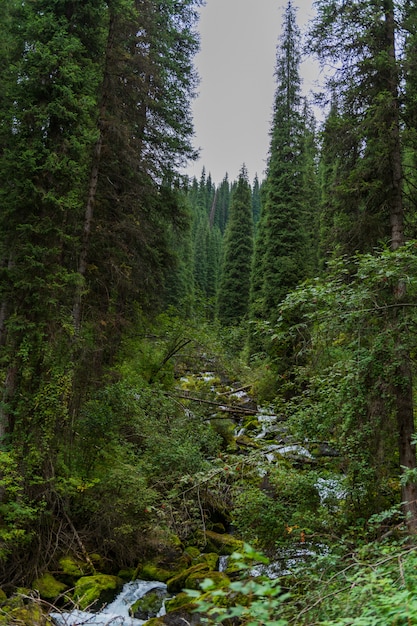 Een kleine rivier in het bos in de zomer