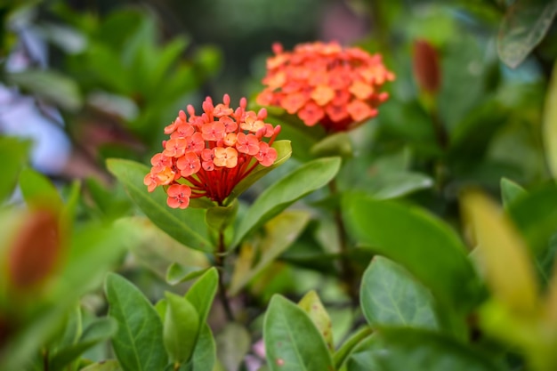 Een kleine rode bloem met een kleine gele bloem in het midden