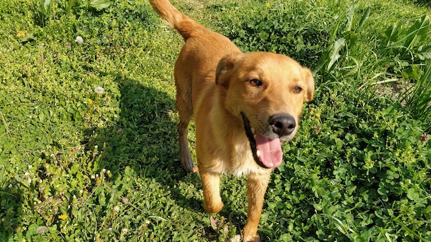 Een kleine roodharige hond met een uitstekende tong rent vrolijk langs het frisse groene gras Zonnig weer lente of zomer Het dier haast zich achter de eigenaar aan en kijkt naar de camera