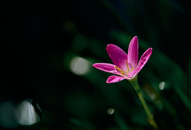 Een kleine roze bloem op een regenachtige dag