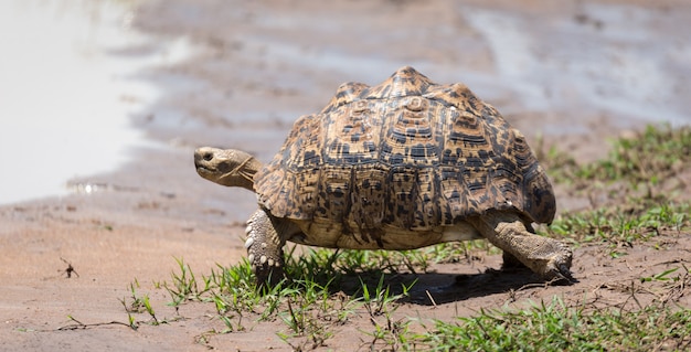 Een kleine schildpad loopt op straat