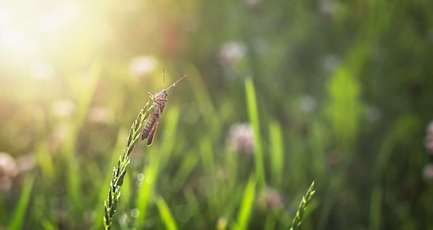 Foto een kleine sprinkhaan met dauwdruppels op een grasspriet in het veld zonlicht ruimte om te kopiëren