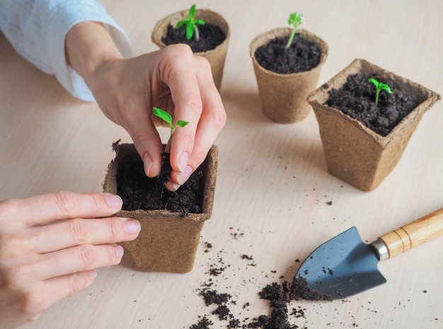 Een kleine spruit in een turf pot. kieming van zaden in het voorjaar.