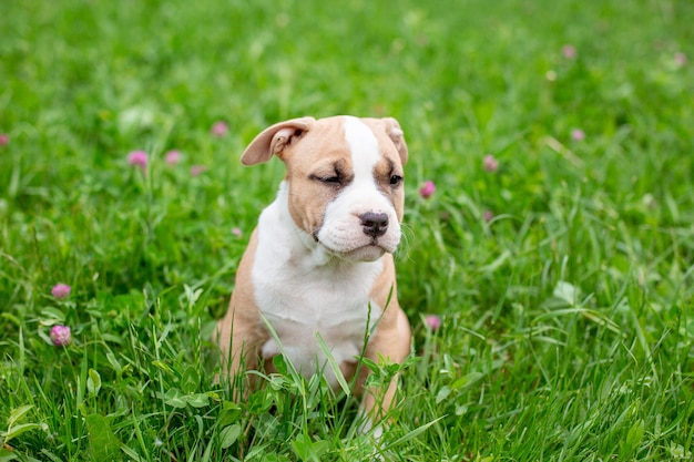 Een kleine Staffordshire Terriër pup op een wandeling in het gras