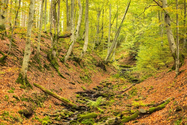 Een kleine stroom in de herfst beukenbos. De gevallen bladeren. Oude logboeken en rotsen bedekt met mos.