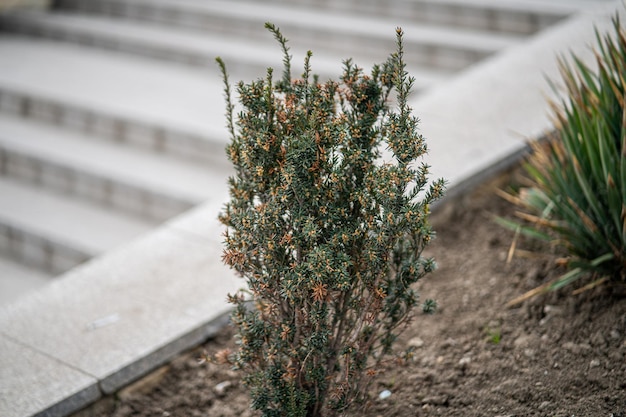 Een kleine struik met groene bladeren en gele bloemen in een tuin.