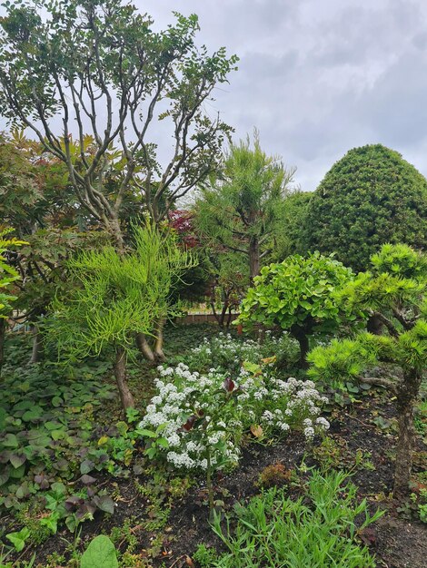 een kleine tuin met een grote boom in het midden.