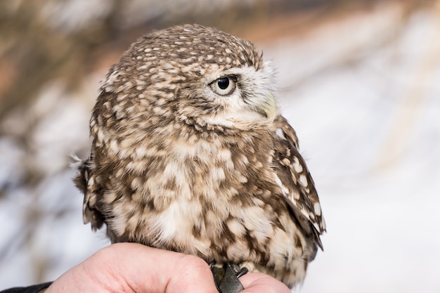 Een kleine uil aan de hand van zijn meester