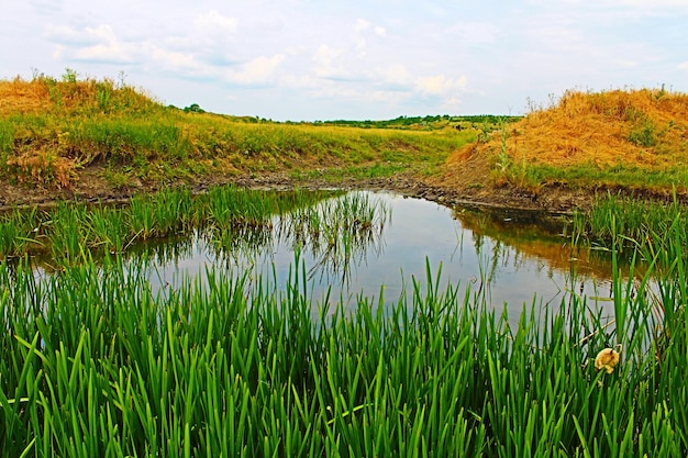 Een kleine vijver met gras op de achtergrond