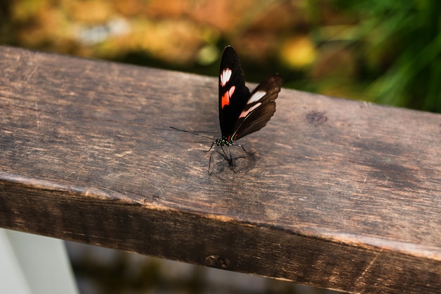 Een kleine vlinder op houten trapleuningen
