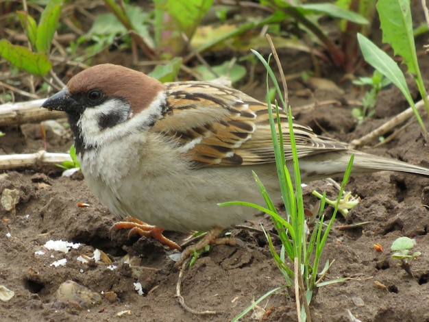 Een kleine vogel in de natuur in een kleine tuin in het dorp