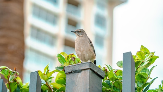 Foto een kleine vogel op een hek met een wazige achtergrond