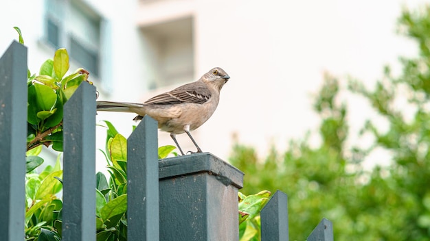 Foto een kleine vogel op een hek met een wazige achtergrond