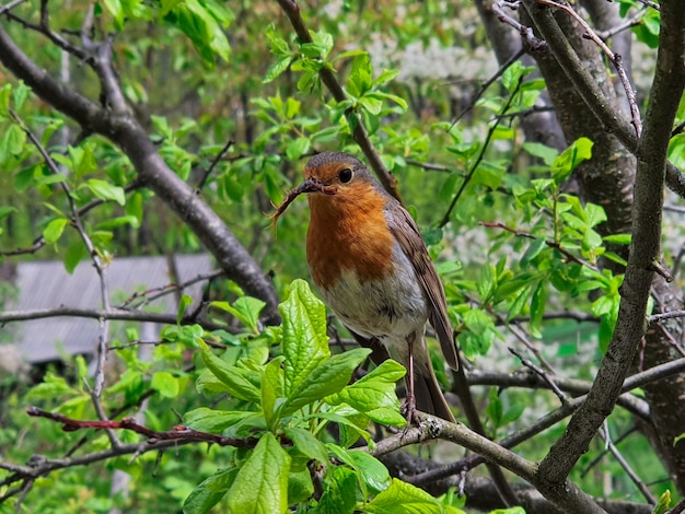 Een kleine vogel zit op een boom met een insect in zijn bek.