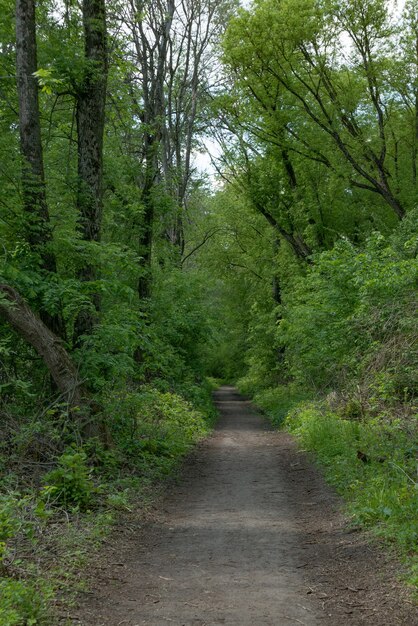 Een kleine weg in het groene bos