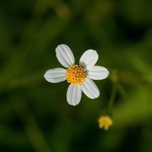 Een kleine witte bloem met een geel hart wordt omringd door groen gras.