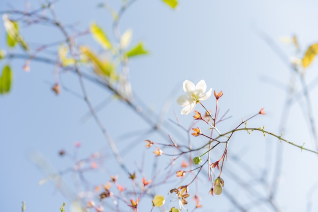 Een kleine witte bloemen die frome brach hangen