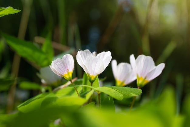 Een kleine witte bloemen groeit in een bos