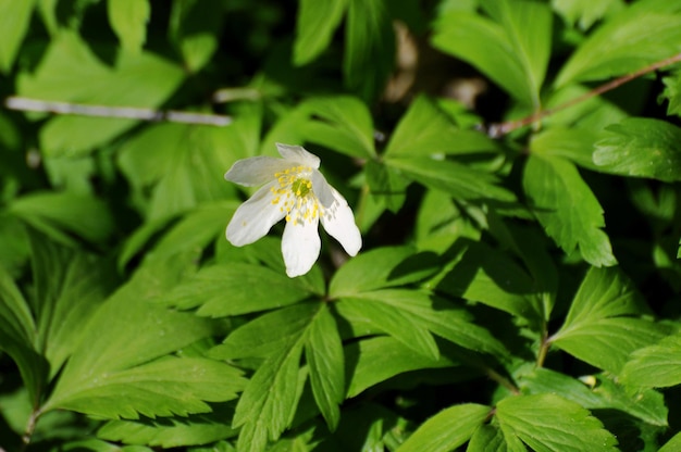 Een kleine witte bosbloem op een zonnige de lenteochtend Moskou regio Rusland