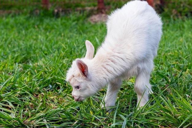 Een kleine witte geit graast op het groene gras