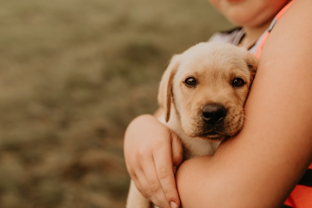 Een kleine witte labrador puppy hond ligt in de armen van de jongen van een kind