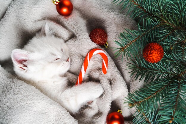 Een kleine witte rasechte kitten slaapt een kerstkaart met een Britse kitten dennentakken en een