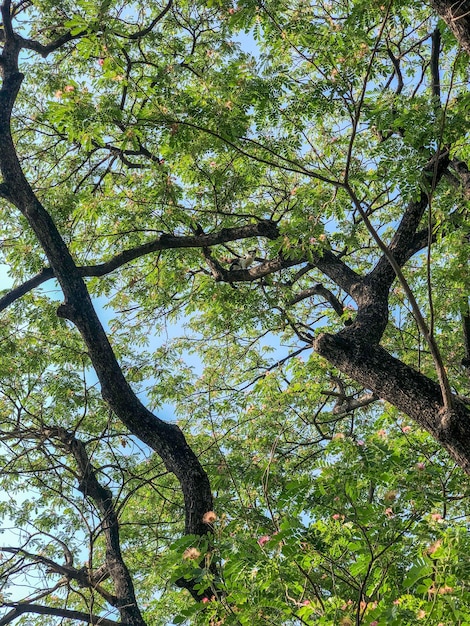 Een kleine witzwarte zeer kleine kat klom in de boom in het midden van de foto