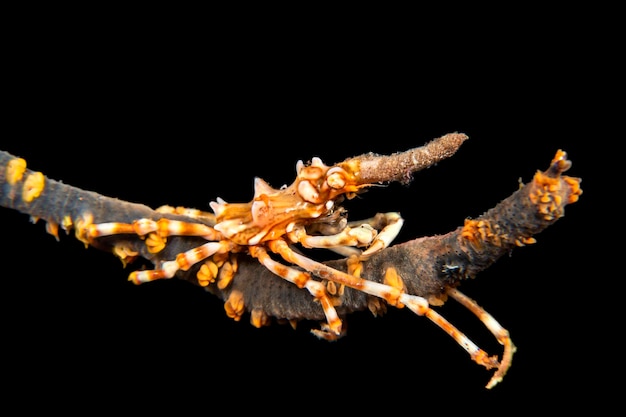 Een kleine Xeno-draadkoraalkrab op een streng zweepkoraal jaagt 's nachts op kleine afvaldeeltjes die in het water drijven