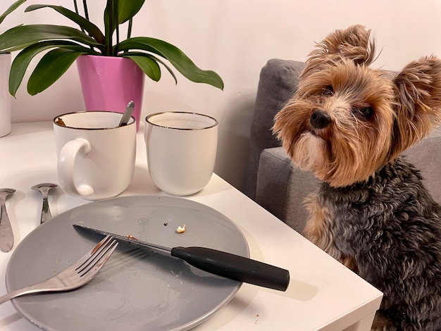 Een kleine yorkie hond zit bij de tafel met lege schotels