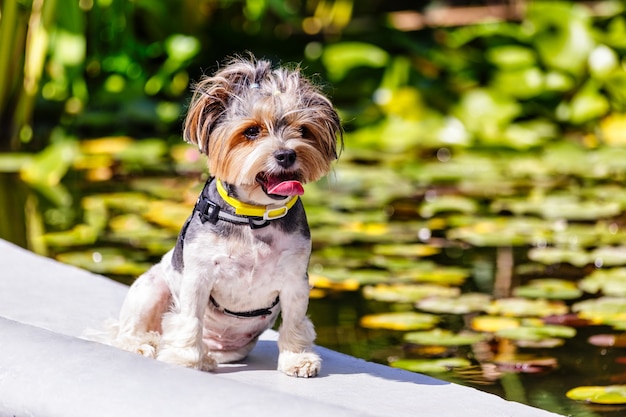 Foto een kleine yorkshire-terriër poseert bij de yorkshire-hond van de vijver