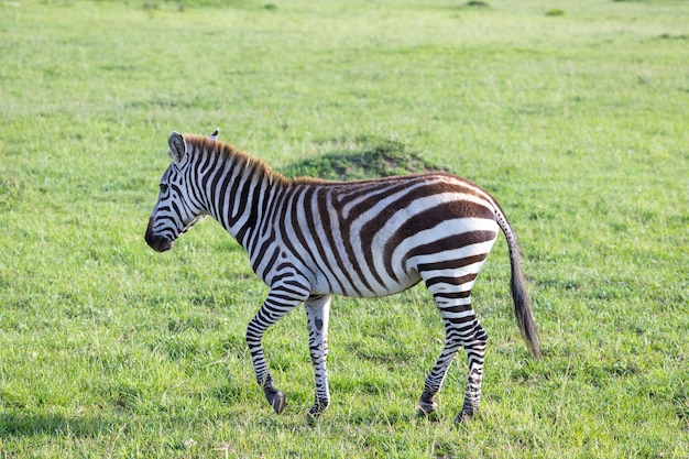 Een kleine zebra in de savanne van Kenia