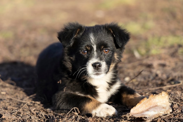 Een kleine zwart-witte puppy ligt op de grond en kijkt in de camera