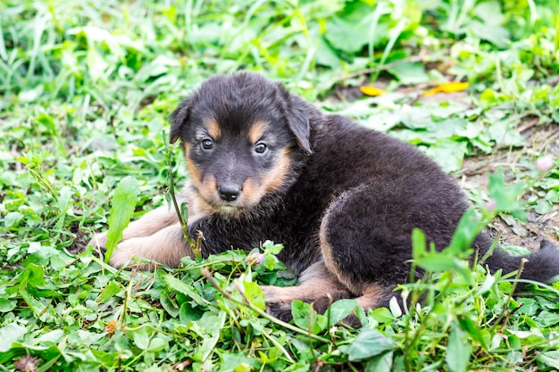 Een kleine zwarte eenzame pup zit op het gras