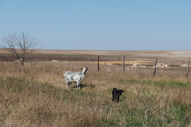 Een kleine zwarte geit loopt op het gras naast hem is zijn geitenmoeder