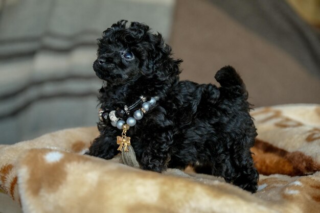 Een kleine zwarte poedelpup ligt op een deken in een kamer het beste feestcadeau voor een kind Liefde voor honden Het verschijnen in de familie van een puppy van een zwarte poedel