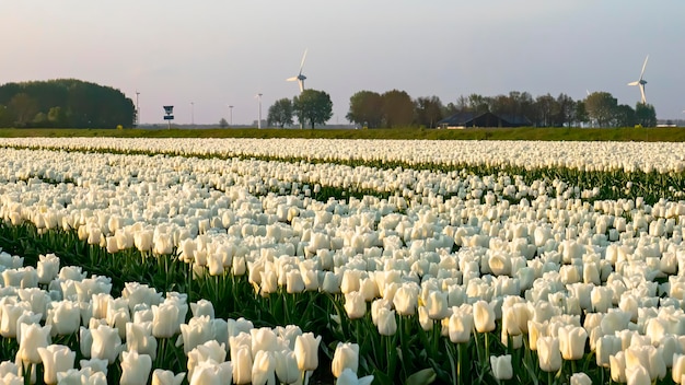 een kleurrijk bed van witte Hollandse tulpen.