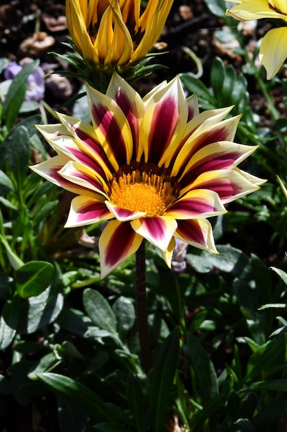 Een kleurrijke bloem met een geel hart en rode strepen